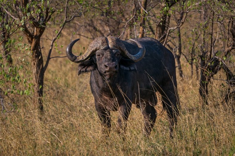 069 Zimbabwe, Hwange NP, buffel.jpg